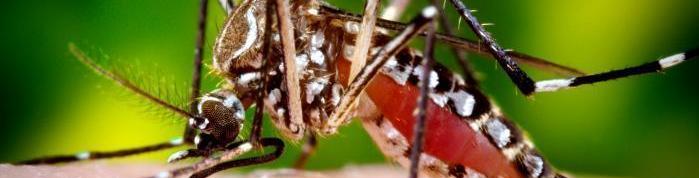 Le moustique Aedes aegypti est le principal vecteur d'arboviroses (Chikungunya, dengue, Zika)...