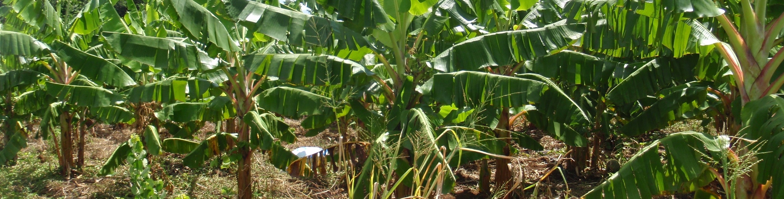 En Guadeloupe, le combat s'organise contre la Fusariose du bananier